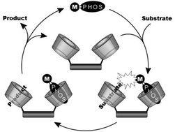 Image Macomolecules